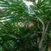 Albízia ružová (Albizia Julibrissin) - výška 300-350 cm, obvod kmeňa 16/18 cm, kont. C110L